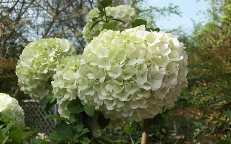Chinese Snowball Viburnum Bush - 7 Gallon Pot (2-3') 5 Chinese Snowball Viburnum Bush - 7 Gallon Pot (2-3') - Image 5