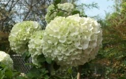 Chinese Snowball Viburnum Bush - 3 Gallon Pot -Flora Bloom Shop Viburnum Chinese Snowball Bloom Green
