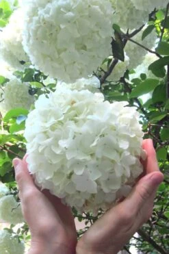 Chinese Snowball Viburnum Bush - 1 Gallon Pot