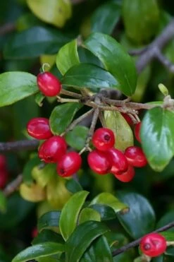 Dwarf Evergreen Snowball Viburnum 'Conoy' - 3 Gallon Pot -Flora Bloom Shop Viburnum Conoy 4
