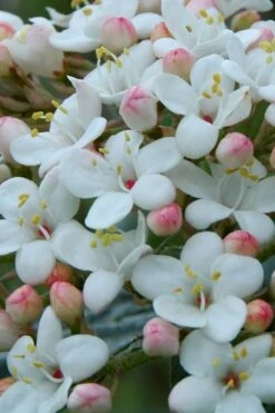 Dwarf Evergreen Snowball Viburnum 'Conoy' - 3 Gallon Pot -Flora Bloom Shop Viburnum Conoy 5
