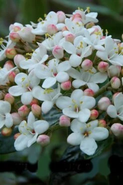 Dwarf Evergreen Snowball Viburnum 'Conoy' - 3 Gallon Pot -Flora Bloom Shop Viburnum Conoy 6