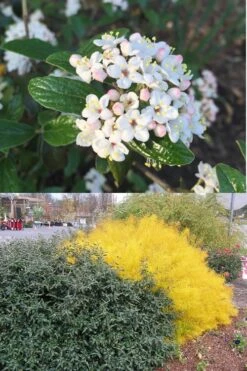 Dwarf Evergreen Snowball Viburnum 'Conoy' - 3 Gallon Pot -Flora Bloom Shop Viburnum Conoy 7