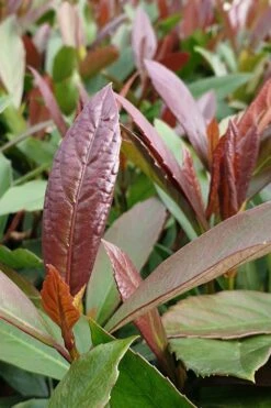 Coppertop Sweet Viburnum - 3 Gallon Pot -Flora Bloom Shop Viburnum Coppertop 3