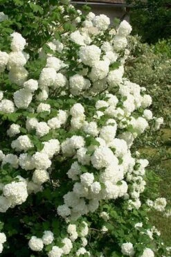 European Snowball Viburnum Bush - 3 Gallon Pot -Flora Bloom Shop Viburnum European Snowball 1