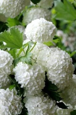 European Snowball Viburnum Bush - 3 Gallon Pot -Flora Bloom Shop Viburnum European Snowball 5