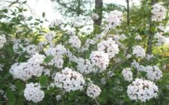 Juddi Fragrant Snowball Viburnum - 3 Gallon Pot -Flora Bloom Shop Viburnum Judd 2