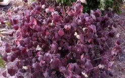 Juddi Fragrant Snowball Viburnum - 3 Gallon Pot -Flora Bloom Shop Viburnum Judd 5