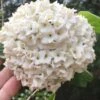 Fragrant Snowball Viburnum Carlesii 'Korean Spice' - 2 Gallon Pot