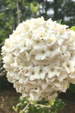 Fragrant Snowball Viburnum Carlesii 'Korean Spice' - 2 Gallon Pot -Flora Bloom Shop Viburnum Korean Spice 2