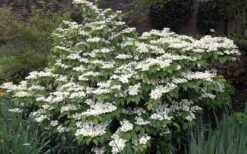 Mariesii Doublefile Viburnum - 2.5 Gallon Pot 9 Mariesii Doublefile Viburnum - 2.5 Gallon Pot -Flora Bloom Shop Viburnum Mariesii 1