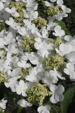Mariesii Doublefile Viburnum - 1 Gallon Pot 9 Mariesii Doublefile Viburnum - 1 Gallon Pot -Flora Bloom Shop Viburnum Mariesii 2 2