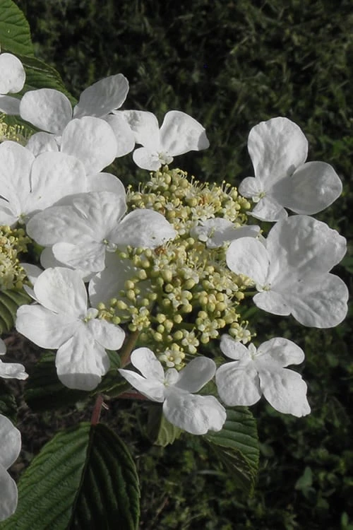 Mariesii Doublefile Viburnum - 1 Gallon Pot 6 Mariesii Doublefile Viburnum - 1 Gallon Pot - Image 6