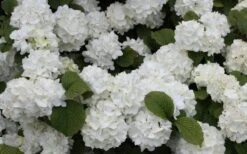 Popcorn Snowball Viburnum Bush - 1 Gallon Pot 9 Popcorn Snowball Viburnum Bush - 1 Gallon Pot -Flora Bloom Shop Viburnum Popcorn 1