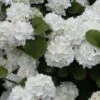 Popcorn Snowball Viburnum Bush - 3 Gallon Pot