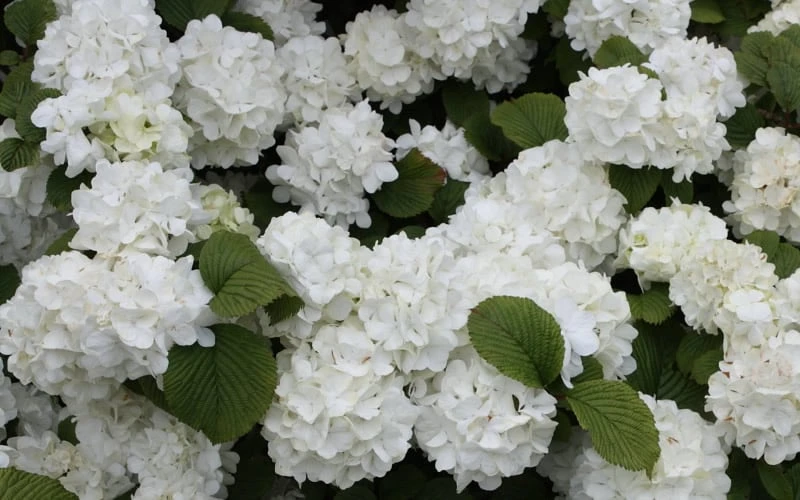 Popcorn Snowball Viburnum Bush - 1 Gallon Pot 5 Popcorn Snowball Viburnum Bush - 1 Gallon Pot - Image 5