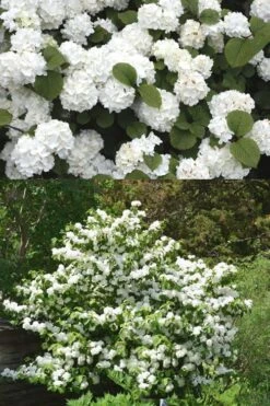 Popcorn Snowball Viburnum Bush - 1 Gallon Pot 8 Popcorn Snowball Viburnum Bush - 1 Gallon Pot -Flora Bloom Shop Viburnum Popcorn 2 500x750 1