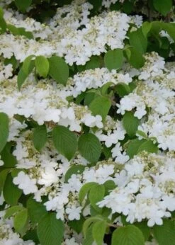 Shasta Doublefile Viburnum - 1 Gallon Pot 13 Shasta Doublefile Viburnum - 1 Gallon Pot -Flora Bloom Shop Viburnum Shasta 6 1
