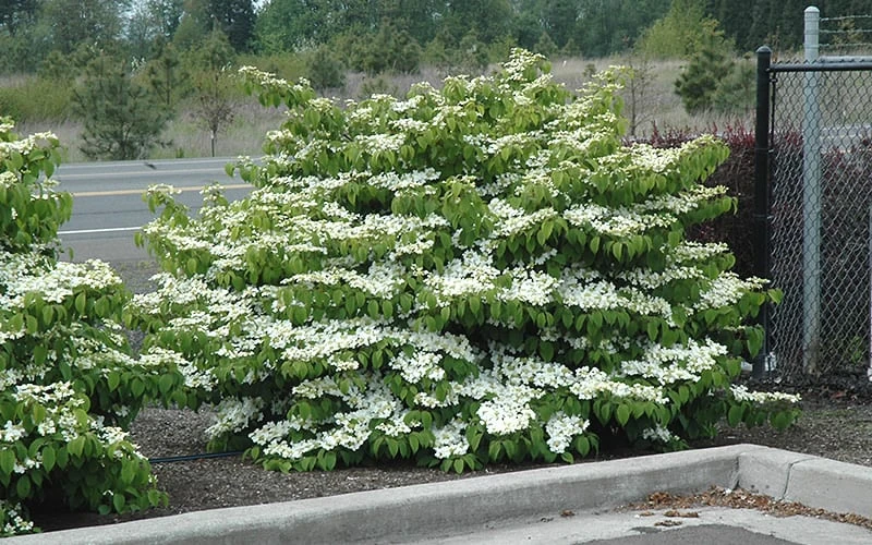Shasta Doublefile Viburnum - 1 Gallon Pot 5 Shasta Doublefile Viburnum - 1 Gallon Pot - Image 5