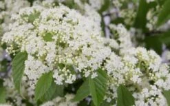 Snow Joey Viburnum - 2 Gallon Pot -Flora Bloom Shop Viburnum Snow Joey 2 1