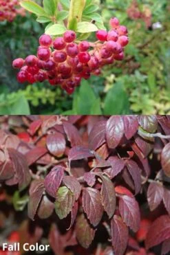 Snow Joey Viburnum - 3 Gallon Pot 10 Snow Joey Viburnum - 3 Gallon Pot -Flora Bloom Shop Viburnum Snow Joey 5