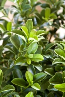 Sugar Cookie Sweet Viburnum - 3 Gallon Pot -Flora Bloom Shop Viburnum Sugar Cookie 2