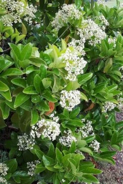 Sugar Cookie Sweet Viburnum - 3 Gallon Pot -Flora Bloom Shop Viburnum Sugar Cookie 3