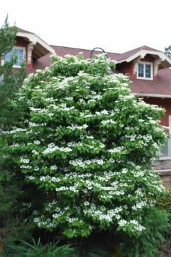 Summer Snowflake Viburnum - 3 Gallon Pot -Flora Bloom Shop Viburnum Summer Snowflake 20 2