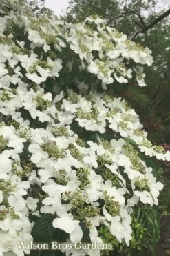 Summer Snowflake Viburnum - 3 Gallon Pot -Flora Bloom Shop Viburnum Summer Snowflake 21 500x750 2