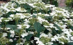 Summer Snowflake Viburnum - 6 Pack Of 1 Gallon Pots -Flora Bloom Shop Viburnum Summer Snowflake 3