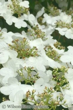 Summer Snowflake Viburnum - 6 Pack Of 1 Gallon Pots -Flora Bloom Shop Viburnum Summer Snowflake 31
