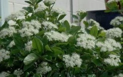 Winterthur Viburnum - 3 Gallon Pot -Flora Bloom Shop Viburnum Winterthur 11 1