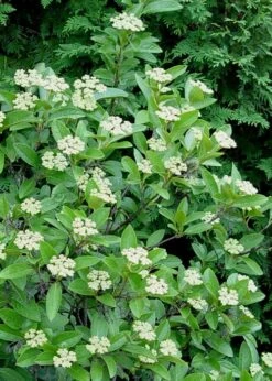Winterthur Viburnum - 1 Gallon Pot 15 Winterthur Viburnum - 1 Gallon Pot -Flora Bloom Shop Viburnum Winterthur 7