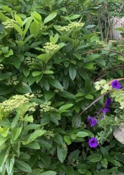 Winterthur Viburnum - 1 Gallon Pot 14 Winterthur Viburnum - 1 Gallon Pot -Flora Bloom Shop Viburnum Winterthur 9