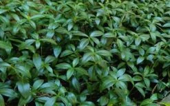 White Evergreen Periwinkle (Vinca Minor 'Alba') - 5 Pack Of Pint Pots -Flora Bloom Shop Vinca Minor 11