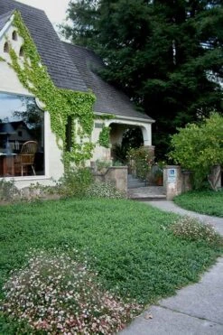 White Evergreen Periwinkle (Vinca Minor 'Alba') - 6 Pack Of Pint Pots -Flora Bloom Shop Vinca Minor 14 2