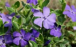 Ralph Shugert Variegated Periwinkle - Vinca Minor - 3 Pack Of Pint Pots -Flora Bloom Shop Vinca Minor Ralph Shugert Closeup