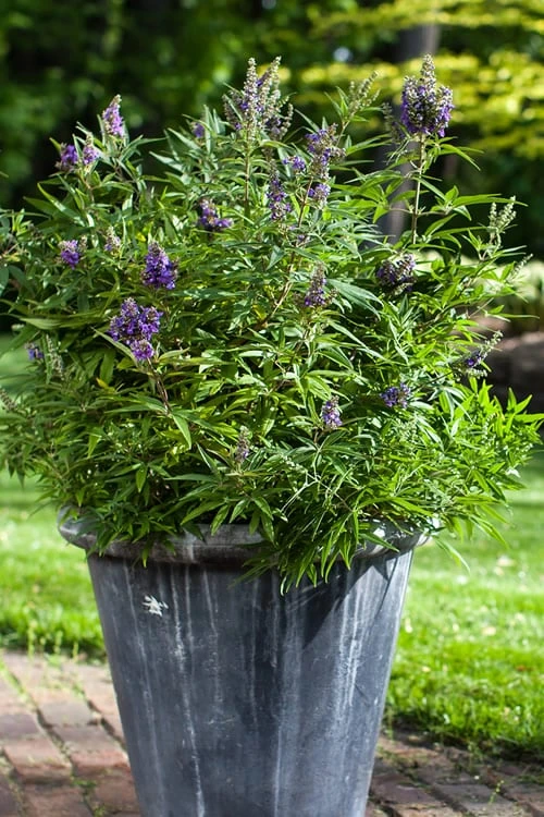 Blue Puffball Chaste Tree (Dwarf) - Vitex - 3 Gallon Pot 4 Blue Puffball Chaste Tree (Dwarf) - Vitex - 3 Gallon Pot - Image 4
