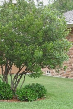 Southern Wax Myrtle - 3 Gallon Pot -Flora Bloom Shop Wax Myrtle Southern 1 500x750 1