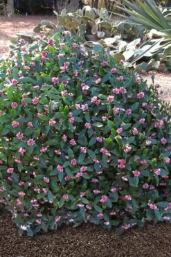 Zuiko Nishiki Winter Daphne Odora - 1 Gallon Pot -Flora Bloom Shop Winter Daphne Zuiko Nishiki 3