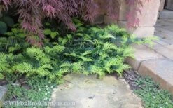 Creeping Japanese Plum Yew (Cephalotaxus Harringtonia 'Prostrata') - 2.5 Quart Pot -Flora Bloom Shop Yew Creeping 2 50