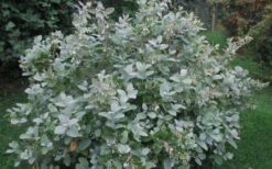 Woodlanders Blue Dusty Zenobia (Honeycup) - 3 Gallon Pot 15 Woodlanders Blue Dusty Zenobia (Honeycup) - 3 Gallon Pot -Flora Bloom Shop Zenobia Woodlanders Blue 20