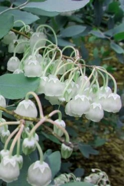 Woodlanders Blue Dusty Zenobia (Honeycup) - 3 Gallon Pot 14 Woodlanders Blue Dusty Zenobia (Honeycup) - 3 Gallon Pot -Flora Bloom Shop Zenobia Woodlanders Blue 7