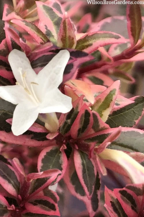 Suntastic Pink Dwarf Abelia - 3 Gallon Pot 7 Suntastic Pink Dwarf Abelia - 3 Gallon Pot - Image 7