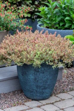 Suntastic Pink Dwarf Abelia - 3 Gallon Pot 15 Suntastic Pink Dwarf Abelia - 3 Gallon Pot -Flora Bloom Shop abelia suntastic pink 4