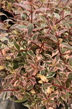 Suntastic Pink Dwarf Abelia - 3 Gallon Pot 13 Suntastic Pink Dwarf Abelia - 3 Gallon Pot -Flora Bloom Shop abelia suntastic pink 6