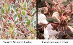 Suntastic Pink Dwarf Abelia - 3 Gallon Pot 11 Suntastic Pink Dwarf Abelia - 3 Gallon Pot -Flora Bloom Shop abelia suntastic pink 9