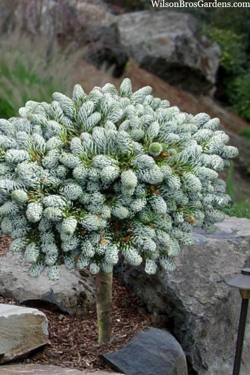 Ice Breaker Korean Fir (Single Trunk Topiary) - 3 Gallon Pot 1 Ice Breaker Korean Fir (Single Trunk Topiary) - 3 Gallon Pot