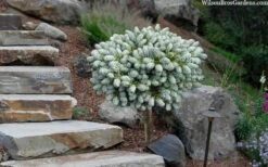 Ice Breaker Korean Fir (Single Trunk Topiary) - 1 Gallon Pot -Flora Bloom Shop abies koreana kouhouts ice breaker korean fir 2 2