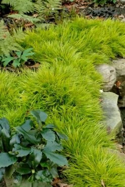 Dwarf Golden Sweet Flag - Acorus Gramineus 'Minimus Aureus' - 18 Count Flat Of Pint Pots -Flora Bloom Shop acorus gramineus minnimus aurea dwarf golden sweet flag 101